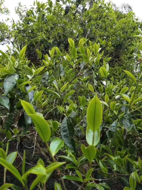 乔木普洱茶 云南古茶树上的“活化石”，品味时光沉淀的山野气韵