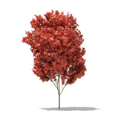 C4D小乔木灌木植物3d模型