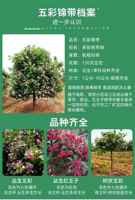 批发 直径10-12cm五彩锦带树 庭院露地乔木 别墅小区绿化工程苗木 规格齐全